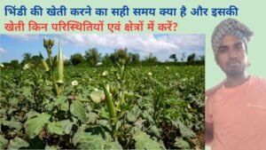 भिंडी की खेती करने का सही समय क्या है