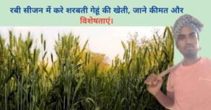 रबी सीजन में करे शरबती गेहूं की खेती, जाने कीमत और विशेषताएं