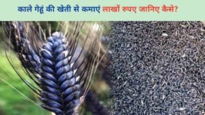 काले गेहूं की खेती से कमाएं लाखों रुपए जानिए कैसे?