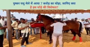 पुष्कर पशु मेले में आया 7 करोड़ का घोड़ा, जानिए क्या है इस घोड़े की विशेषता?
