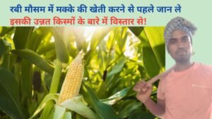 रबी मौसम में मक्के की खेती करने से पहले जान ले इसकी उन्नत किस्मों के बारे में!