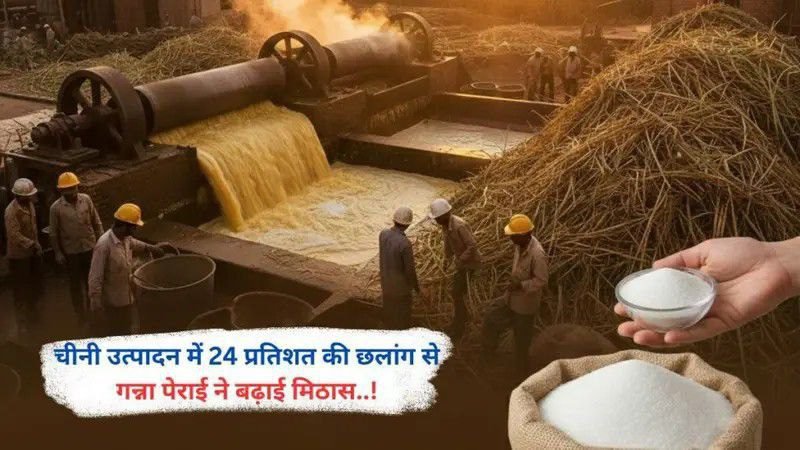 चीनी उत्पादन में 24 प्रतिशत की छलांग से गन्ना पेराई ने बढ़ाई मिठास..!