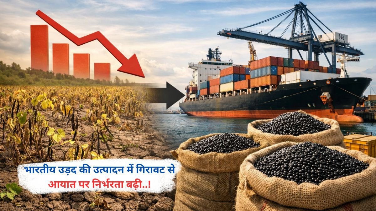 भारतीय उड़द की उत्पादन में गिरावट से आयात पर निर्भरता बढ़ी..!