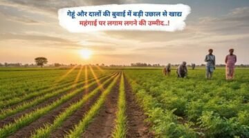 गेहूं और दालों की बुवाई में बड़ी उछाल से खाद्य महंगाई पर लगाम लगने की उम्मीद..!