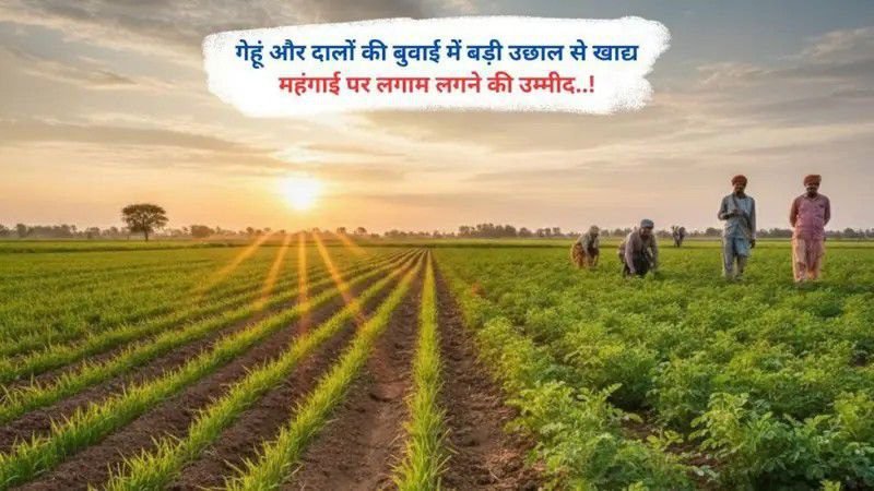 गेहूं और दालों की बुवाई में बड़ी उछाल से खाद्य महंगाई पर लगाम लगने की उम्मीद..!