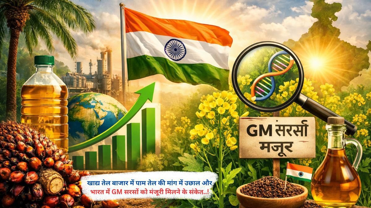 खाद्य तेल बाजार में पाम तेल की मांग में उछाल और भारत में GM सरसों को मंजूरी मिलने के संकेत..!