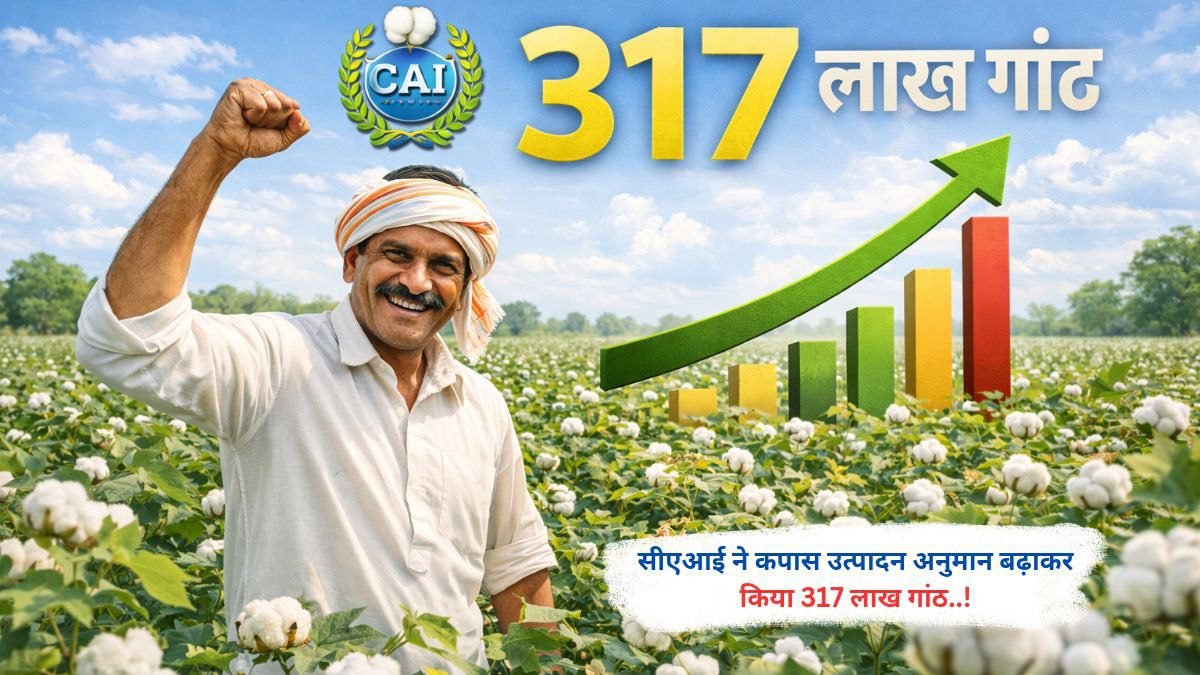 सीएआई ने कपास उत्पादन अनुमान बढ़ाकर किया 317 लाख गांठ..!
