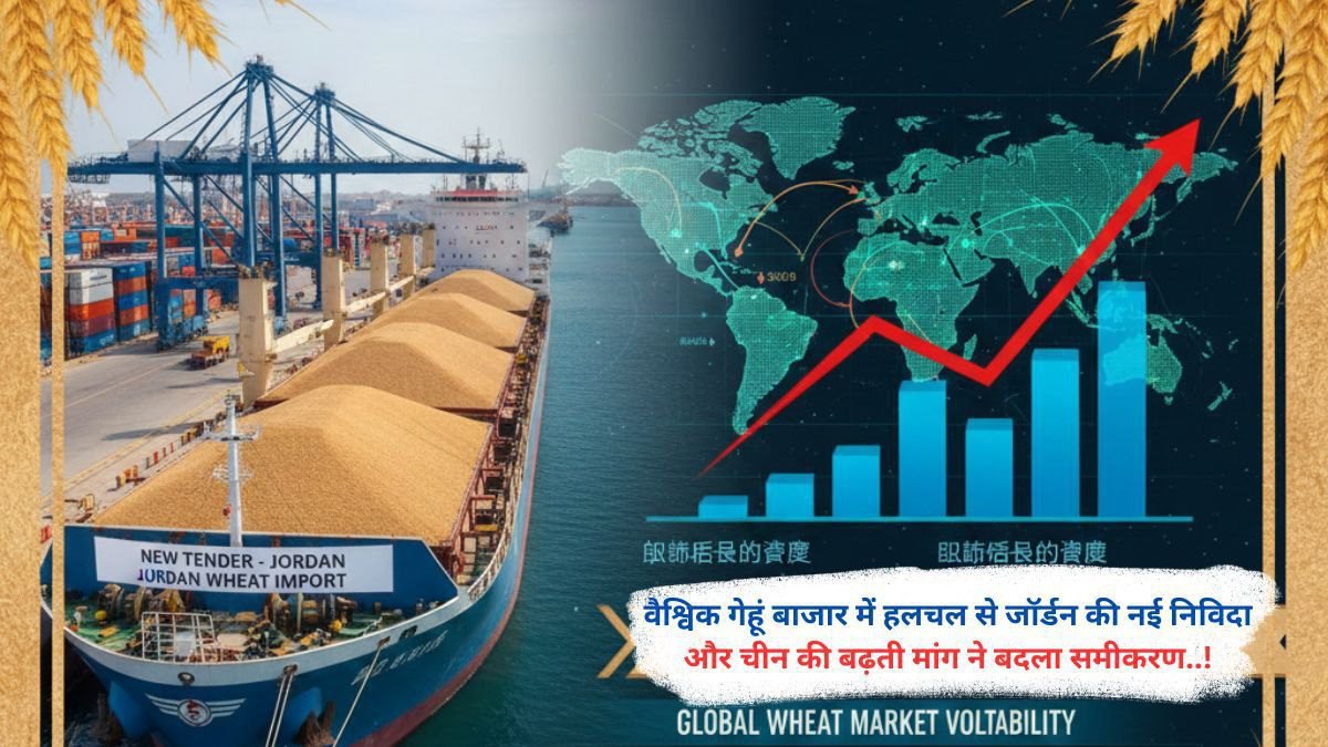 वैश्विक गेहूं बाजार में हलचल से जॉर्डन की नई निविदा और चीन की बढ़ती मांग ने बदला समीकरण..!