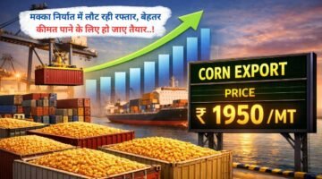 मक्का निर्यात में लौट रही रफ्तार, बेहतर कीमत पाने के लिए हो जाए तैयार..!