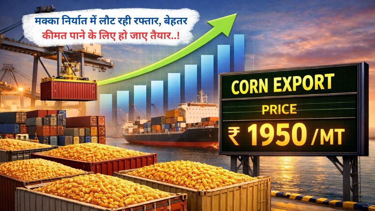 मक्का निर्यात में लौट रही रफ्तार, बेहतर कीमत पाने के लिए हो जाए तैयार..!