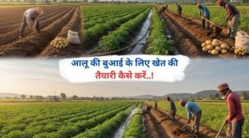 आलू की बुआई के लिए खेत की तैयारी कैसे करें..!