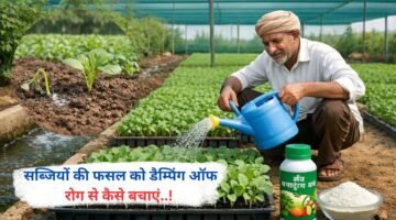 सब्जियों की फसल को डैम्पिंग ऑफ रोग से कैसे बचाएं..!