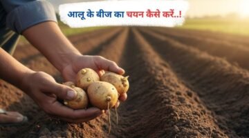 आलू के बीज का चयन कैसे करें..!