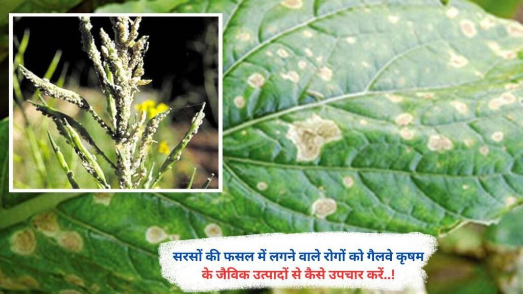 सरसों की फसल में लगने वाले रोगों को गैलवे कृषम के जैविक उत्पादों से कैसे उपचार करें..!