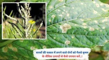 सरसों की फसल में लगने वाले रोगों को गैलवे कृषम के जैविक उत्पादों से कैसे उपचार करें..!