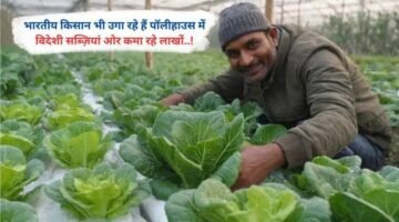 भारतीय किसान भी उगा रहे हैं पॉलीहाउस में विदेशी सब्ज़ियां ओर कमा रहे लाखों..!