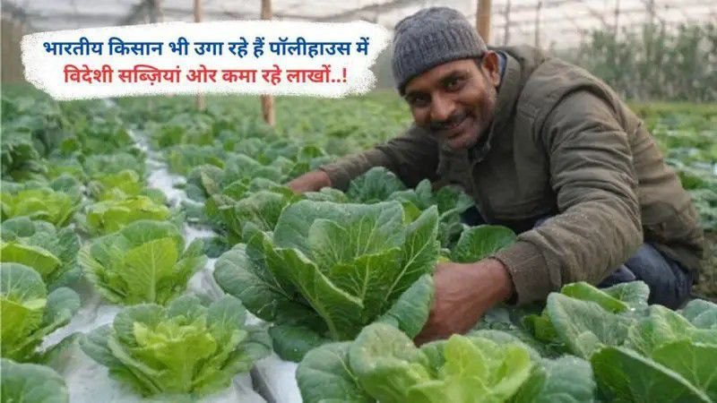 भारतीय किसान भी उगा रहे हैं पॉलीहाउस में विदेशी सब्ज़ियां ओर कमा रहे लाखों..!
