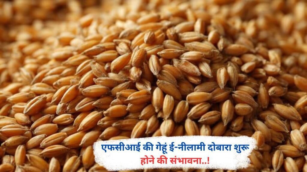 एफसीआई की गेहूं ई-नीलामी दोबारा शुरू होने के संकेत..!