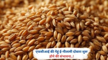 एफसीआई की गेहूं ई-नीलामी दोबारा शुरू होने के संकेत..!