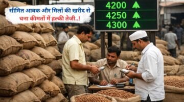 सीमित आवक और मिलों की खरीद से चना कीमतों में हल्की तेजी..!