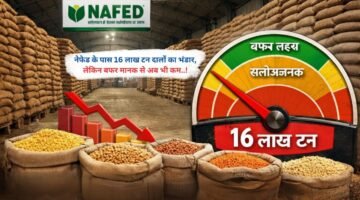 नेफेड के पास 16 लाख टन दालों का भंडार, लेकिन बफर मानक से अब भी कम..!