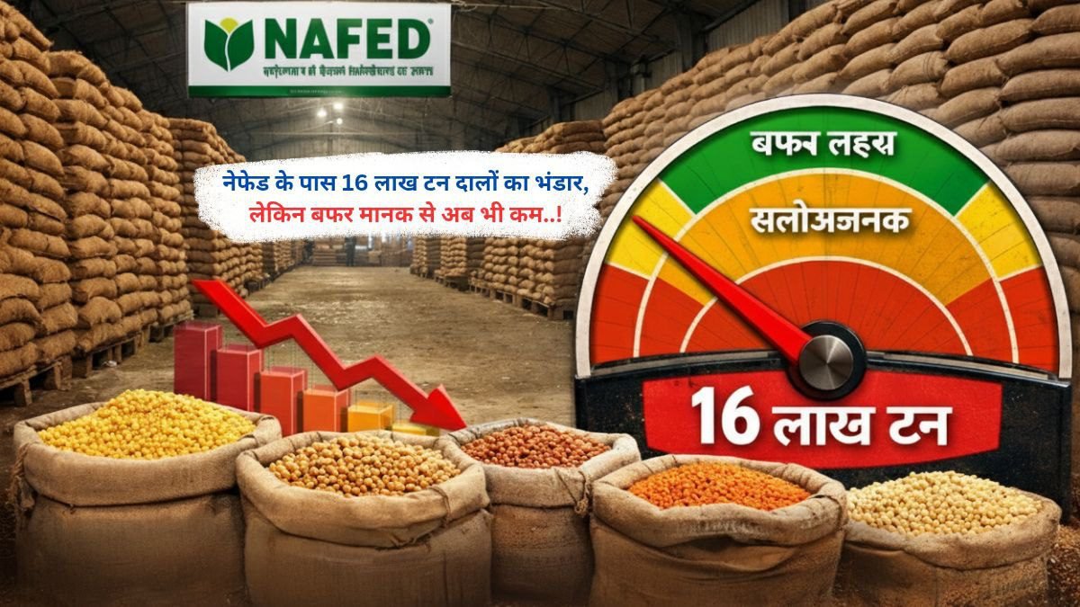 नेफेड के पास 16 लाख टन दालों का भंडार, लेकिन बफर मानक से अब भी कम..!