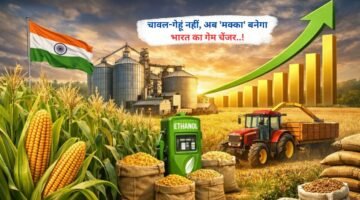 चावल-गेहूं नहीं, अब 'मक्का' बनेगा भारत का गेम चेंजर..!