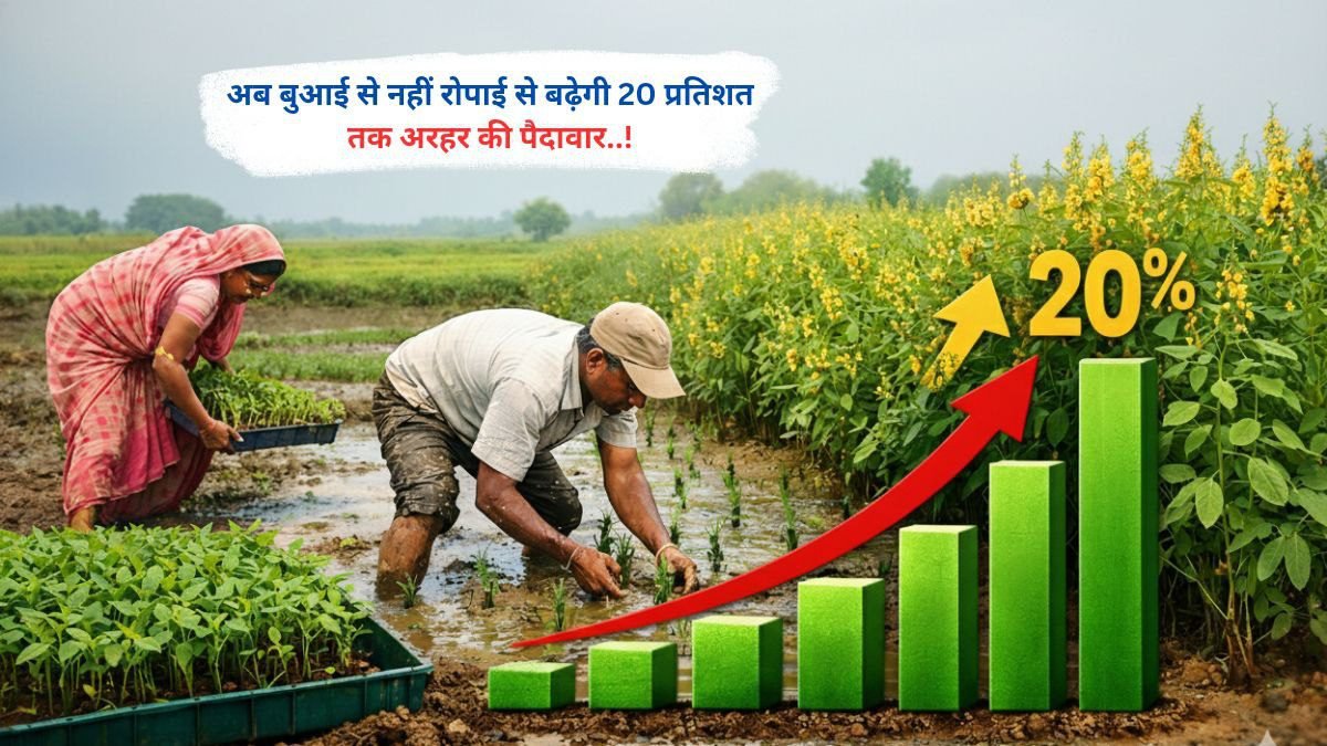 अब बुआई से नहीं रोपाई से बढ़ेगी 20 प्रतिशत तक अरहर की पैदावार..!