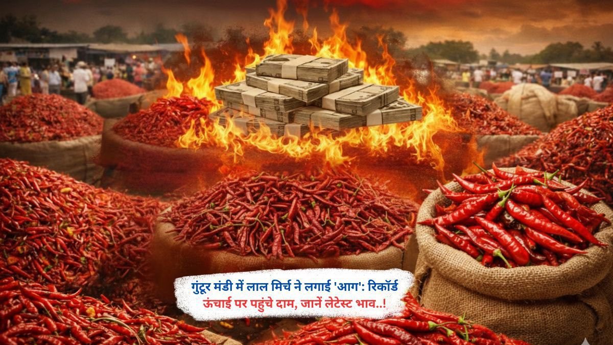 गुंटूर मंडी में लाल मिर्च ने लगाई 'आग': रिकॉर्ड ऊंचाई पर पहुंचे दाम, जानें लेटेस्ट भाव..!