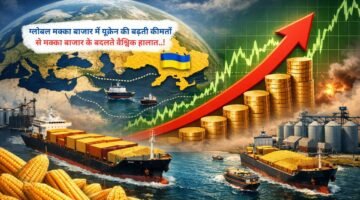 ग्लोबल मक्का बाजार में यूक्रेन की बढ़ती कीमतों से मक्का बाजार के बदलते वैश्विक हालात..!