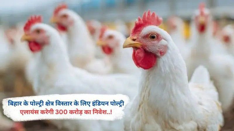 बिहार के पोल्ट्री क्षेत्र विस्तार के लिए इंडियन पोल्ट्री एलायंस करेगी 300 करोड़ का निवेश..!