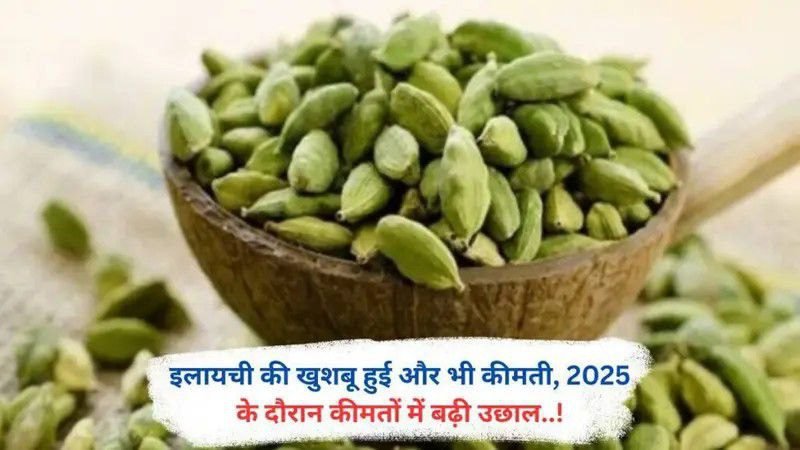 इलायची की खुशबू हुई और भी कीमती, 2025 के दौरान कीमतों में बढ़ी उछाल..!