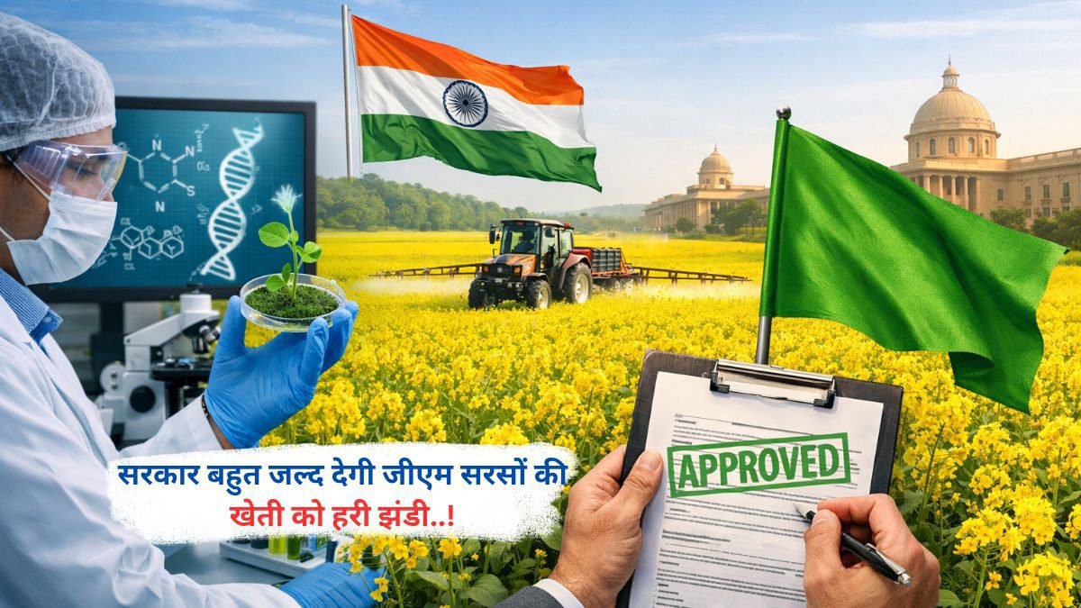 सरकार बहुत जल्द देगी जीएम सरसों की खेती को हरी झंडी..!