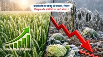 कड़ाके की ठंड से गेहूं को फायदा, लेकिन तिलहन और सब्जियों पर भारी संकट..!