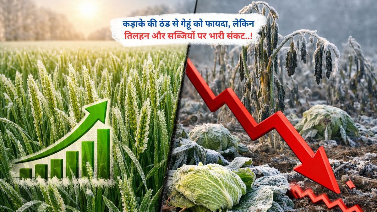 कड़ाके की ठंड से गेहूं को फायदा, लेकिन तिलहन और सब्जियों पर भारी संकट..!