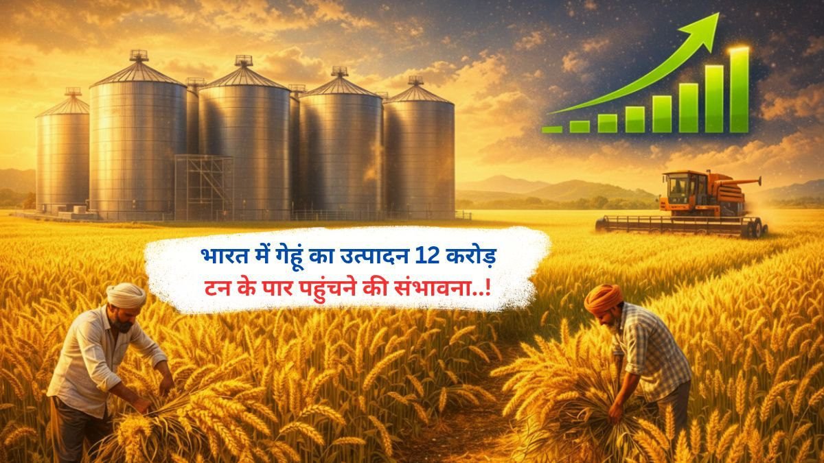 भारत में गेहूं का उत्पादन 12 करोड़ टन के पार पहुंचने की संभावना..!