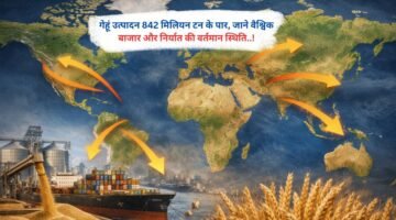 गेहूं उत्पादन 842 मिलियन टन के पार, जाने वैश्विक बाजार और निर्यात की वर्तमान स्थिति..!