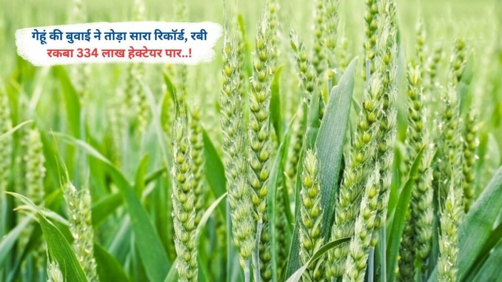 गेहूं की बुवाई ने तोड़ा सारा रिकॉर्ड, रबी रकबा 334 लाख हेक्टेयर पार..!
