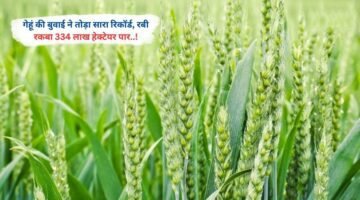 गेहूं की बुवाई ने तोड़ा सारा रिकॉर्ड, रबी रकबा 334 लाख हेक्टेयर पार..!