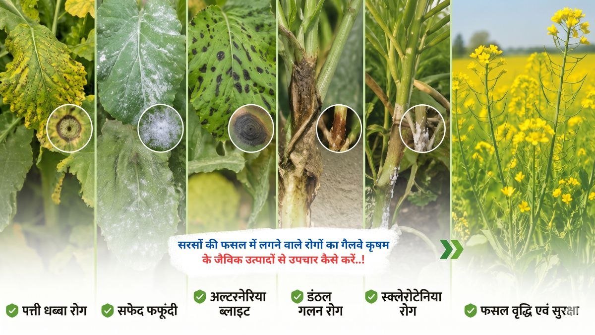 सरसों की फसल में रोगों का गैलवे कृषम के जैविक उत्पादों से प्रभावी जैविक उपचार