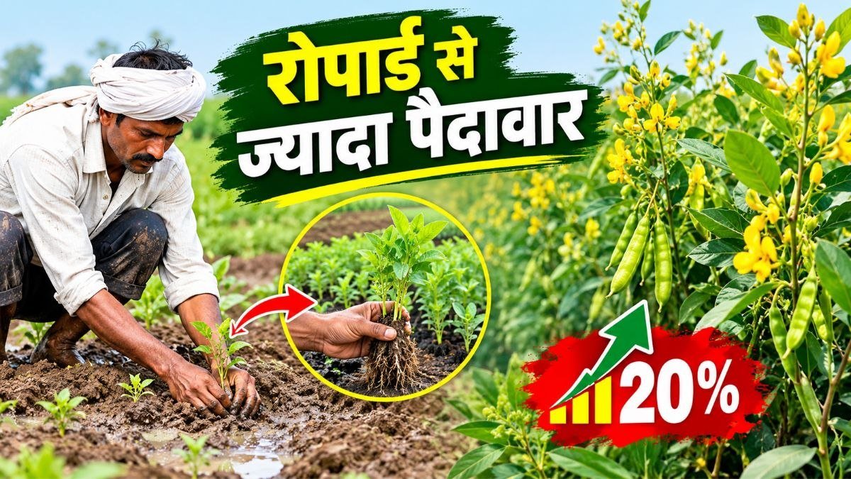 अरहर की पौध की रोपाई करते किसान, बेहतर पैदावार के लिए वैज्ञानिक खेती की तकनीक