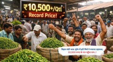 बिहार मंडी भाव: मुंगेर में हरी मिर्च ने मचाया तहलका, 10,500 रुपए के पार पहुँचा दाम..!
