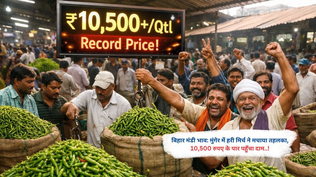 बिहार मंडी भाव: मुंगेर में हरी मिर्च ने मचाया तहलका, 10,500 रुपए के पार पहुँचा दाम..!