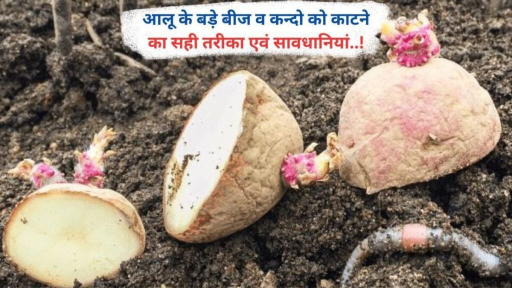 आलू के बड़े बीज व कन्दो को काटने का सही तरीका एवं सावधानियां..!