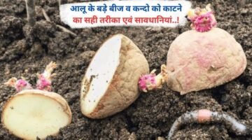 आलू के बड़े बीज व कन्दो को काटने का सही तरीका एवं सावधानियां..!