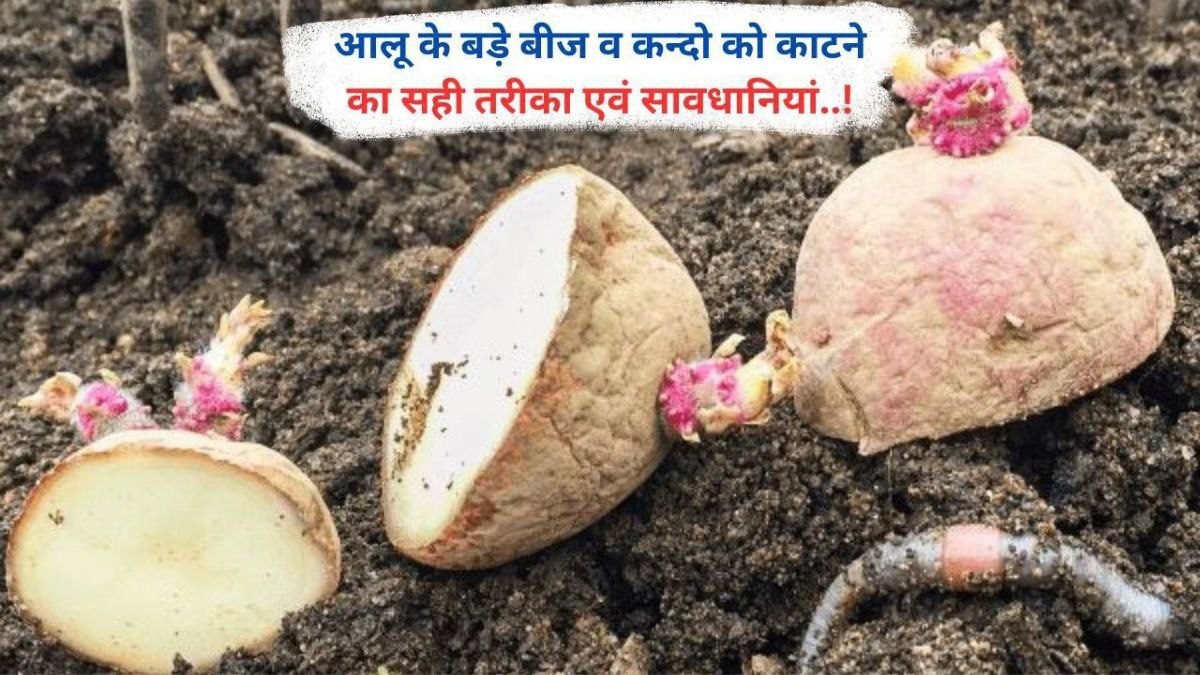 आलू के बड़े बीज व कन्दो को काटने का सही तरीका एवं सावधानियां..!