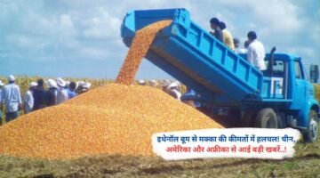 इथेनॉल बूम से मक्का की कीमतों में हलचल! चीन, अमेरिका और अफ्रीका से आई बड़ी खबरें..!