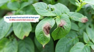 आलू की फसल में लगने वाले रोगों को गैलवे कृषम के जैविक उत्पादों से कैसे उपचार करें..!