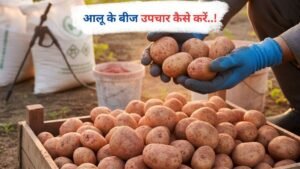 आलू के बीज उपचार कैसे करें..!