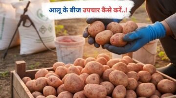 आलू के बीज उपचार कैसे करें..!